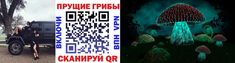 где найти   Окуловка  Псилоцибиновые грибы Psilocybine cubensis 